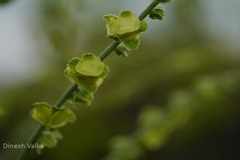 Paracaryopsis lambertiana